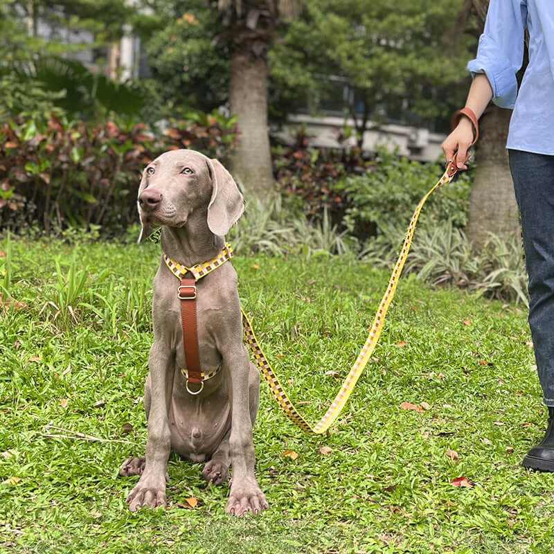 Harness in H shape for dogs with a traction leash in a grassy outdoor setting.