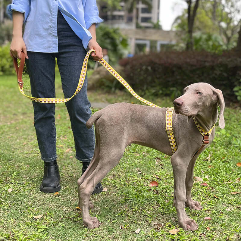 Person walking a dog wearing a yellow H-shaped harness and leash in a green outdoor setting.