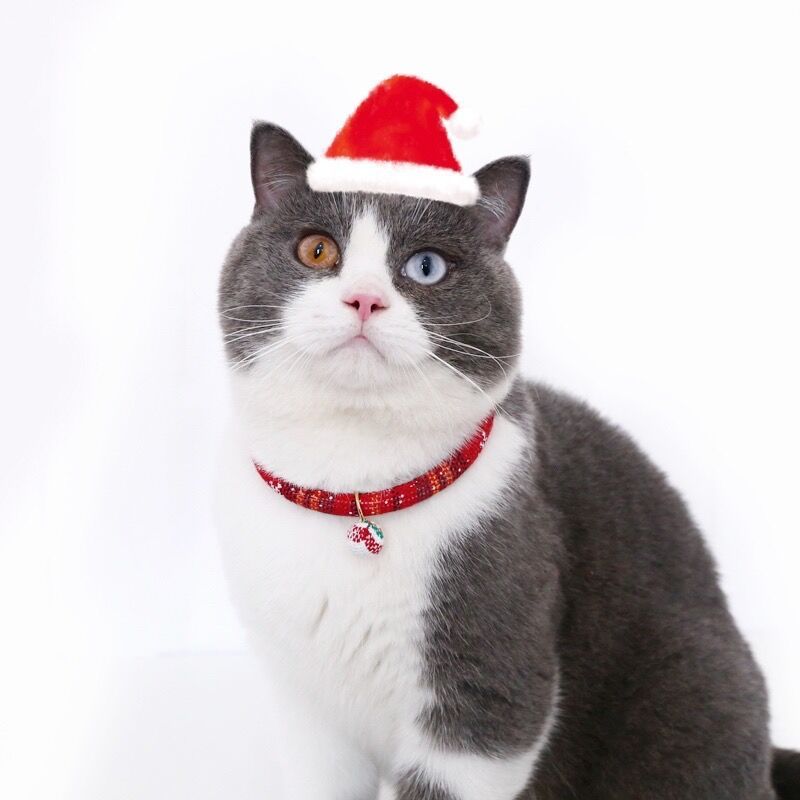 Chat gris portant un chapeau de Noël et un collier festif, idéal pour les fêtes avec des accessoires pour animaux.