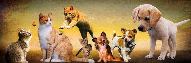 L'impact des animaux sur la santé mentale des propriétaires