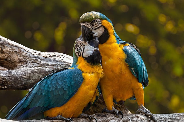 Les Animaux Exotiques Comme Compagnons: À Savoir Absolument