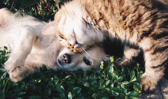 Les bienfaits d'avoir un animal de compagnie