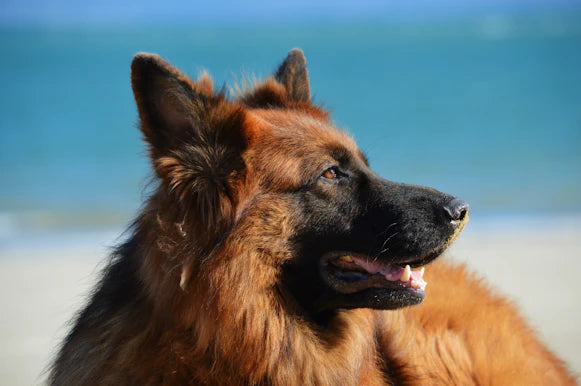 Découvrez les races de chiens et leurs caractéristiques