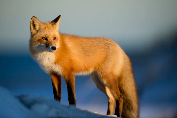 Reconnaître la douleur chez les animaux nos conseils