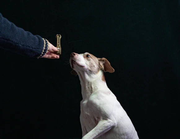 Guide Complet pour Éduquer Votre Chiot Avec Succès