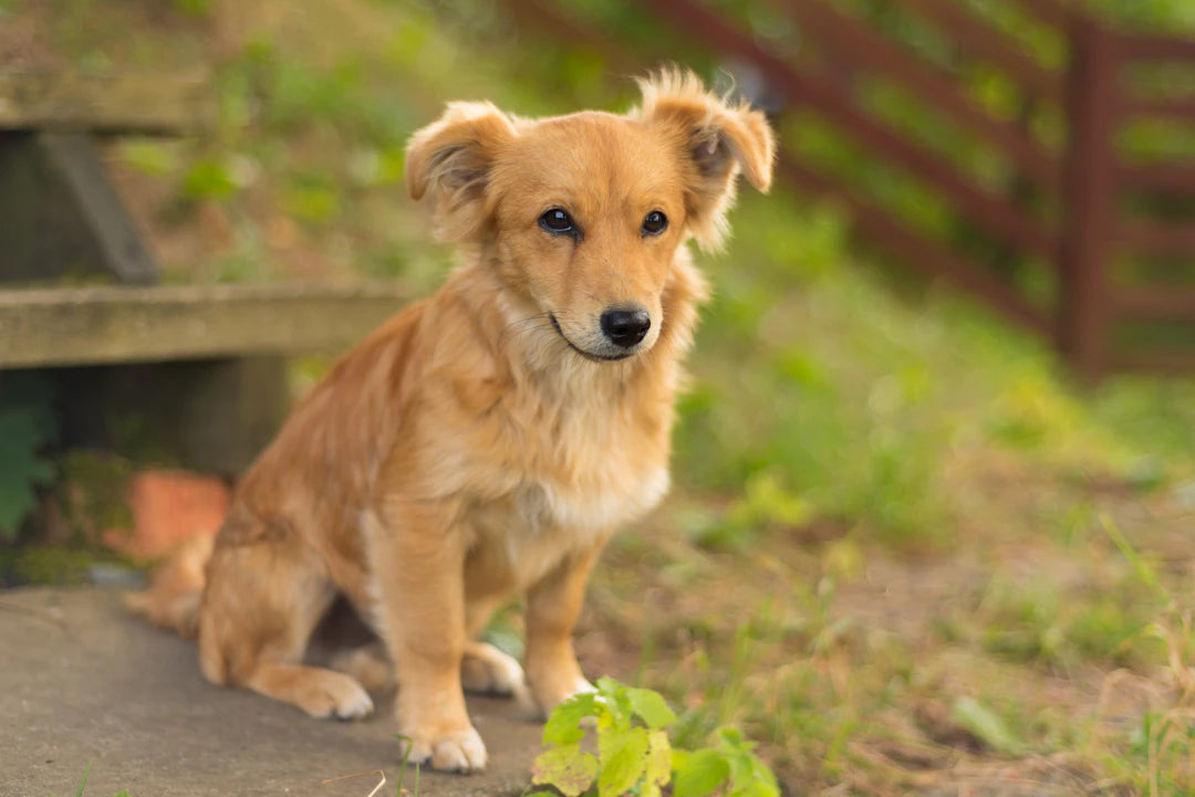 Les bienfaits d'avoir un animal de compagnie