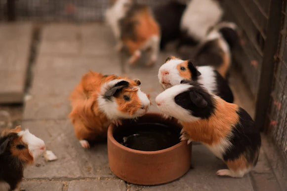L'importance de la socialisation chez les animaux