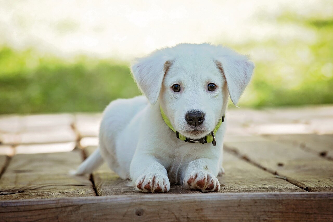 Activités Extérieures Amusantes à Faire avec Votre Chiot