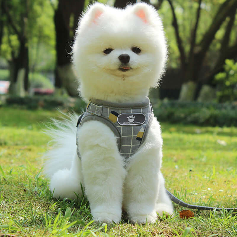 Chien Pomeranian portant un harnais de sécurité gris dans un parc, prêt pour une promenade.