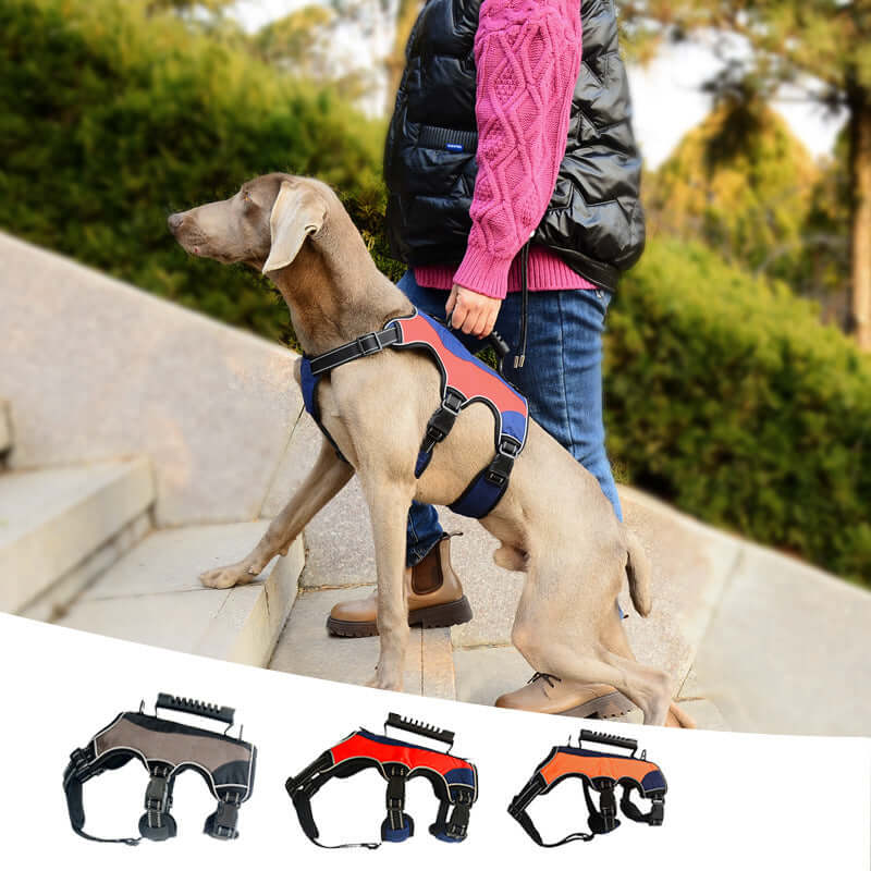 Gilet de traction pour grand chien en action, disponible en rouge, noir et orange, offrant confort et style.