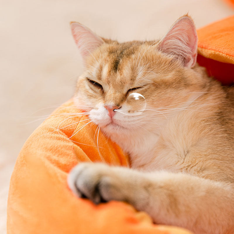 Nid pour Chat en Carotte Semi-Fermé d'Été