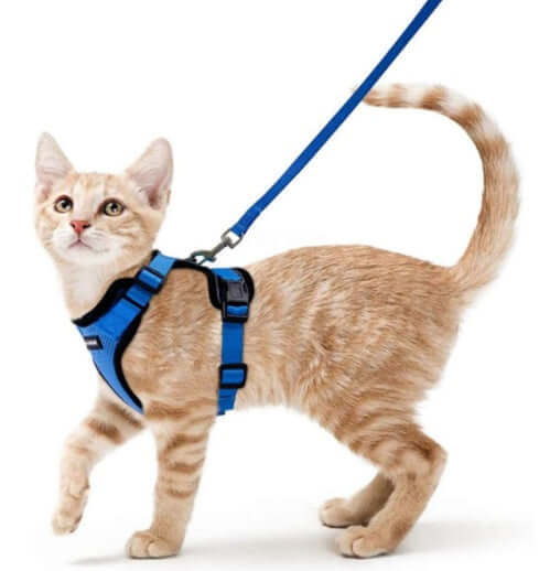 Chat orange avec harnais bleu et laisse, parfait pour les promenades confortables.