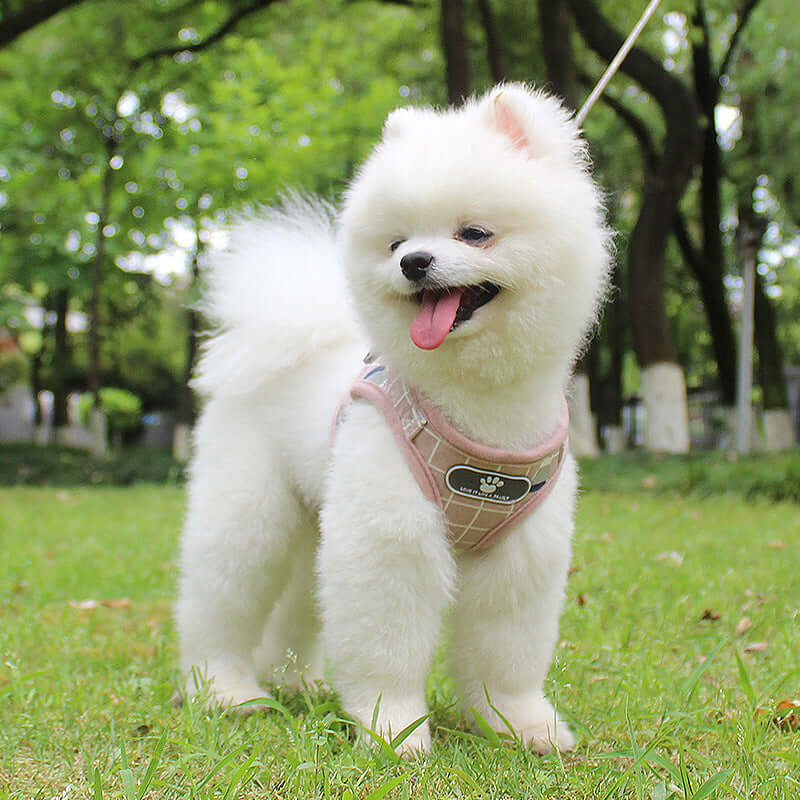 Un chien Pomeranian blanc en laisse, portant un harnais rose, heureux dans un parc verdoyant.