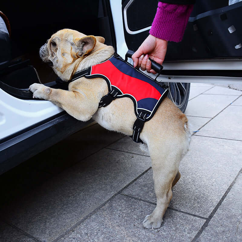 Un chien français portant un gilet de traction rouge, aidé à monter dans une voiture.