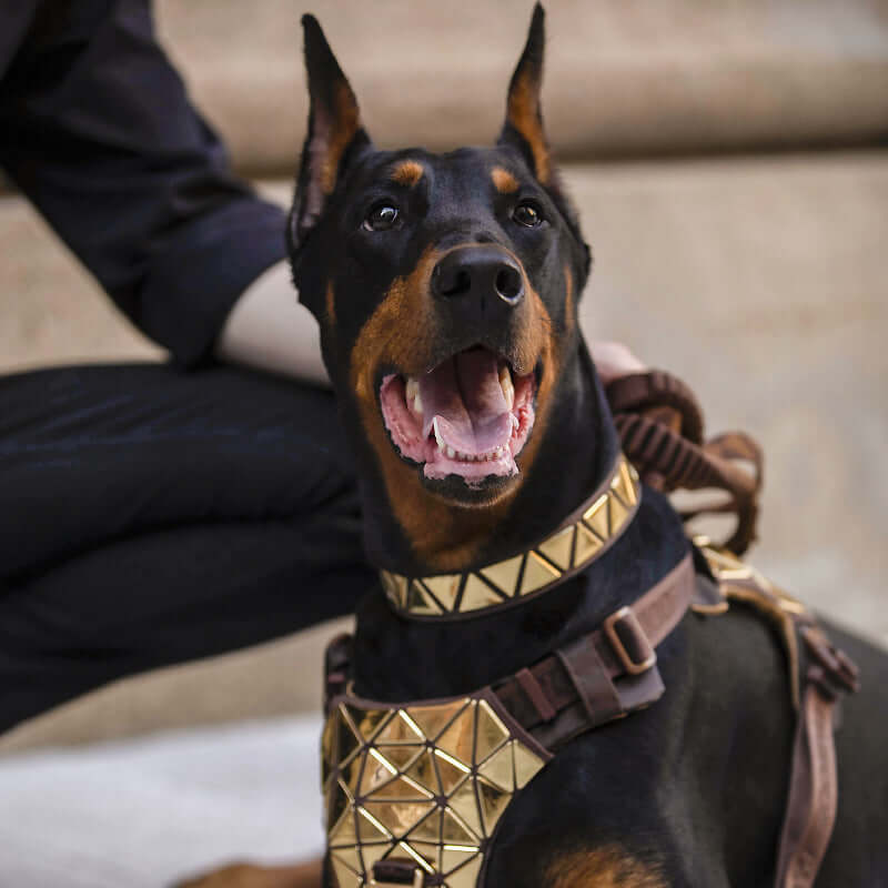 Harnais de traction pour chien en cuir avec piques dorées, offrant style et confort à votre fidèle compagnon.