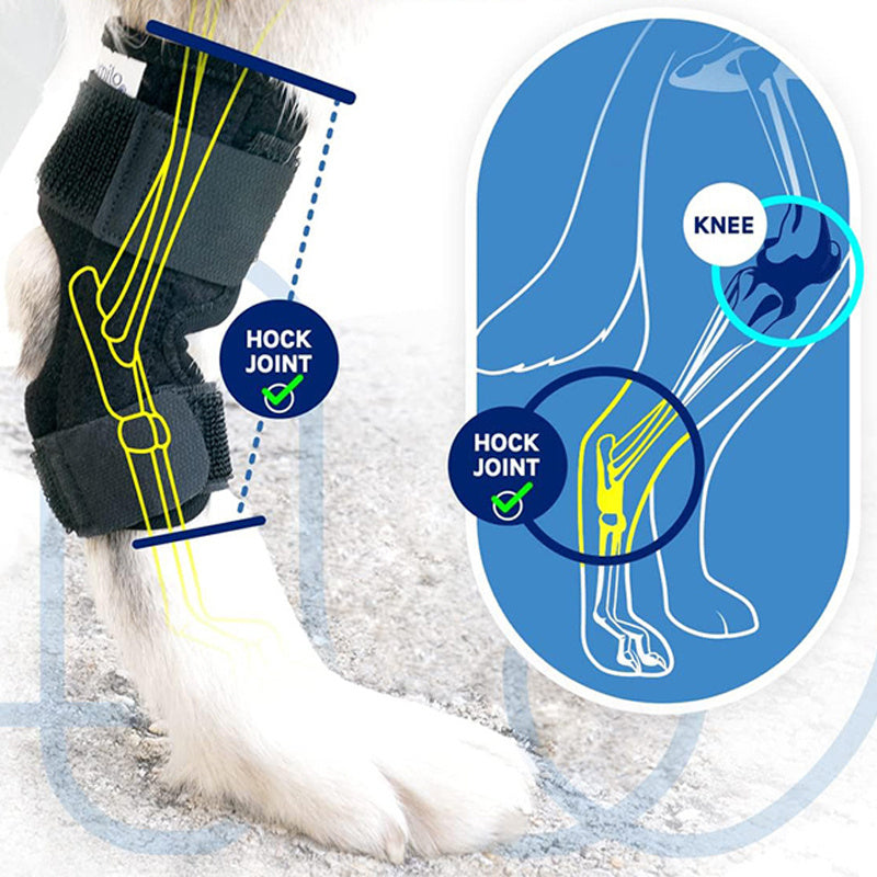 Genouillère pour chien illustrant le soutien des articulations du genou et du jarret, offrant protection et confort.