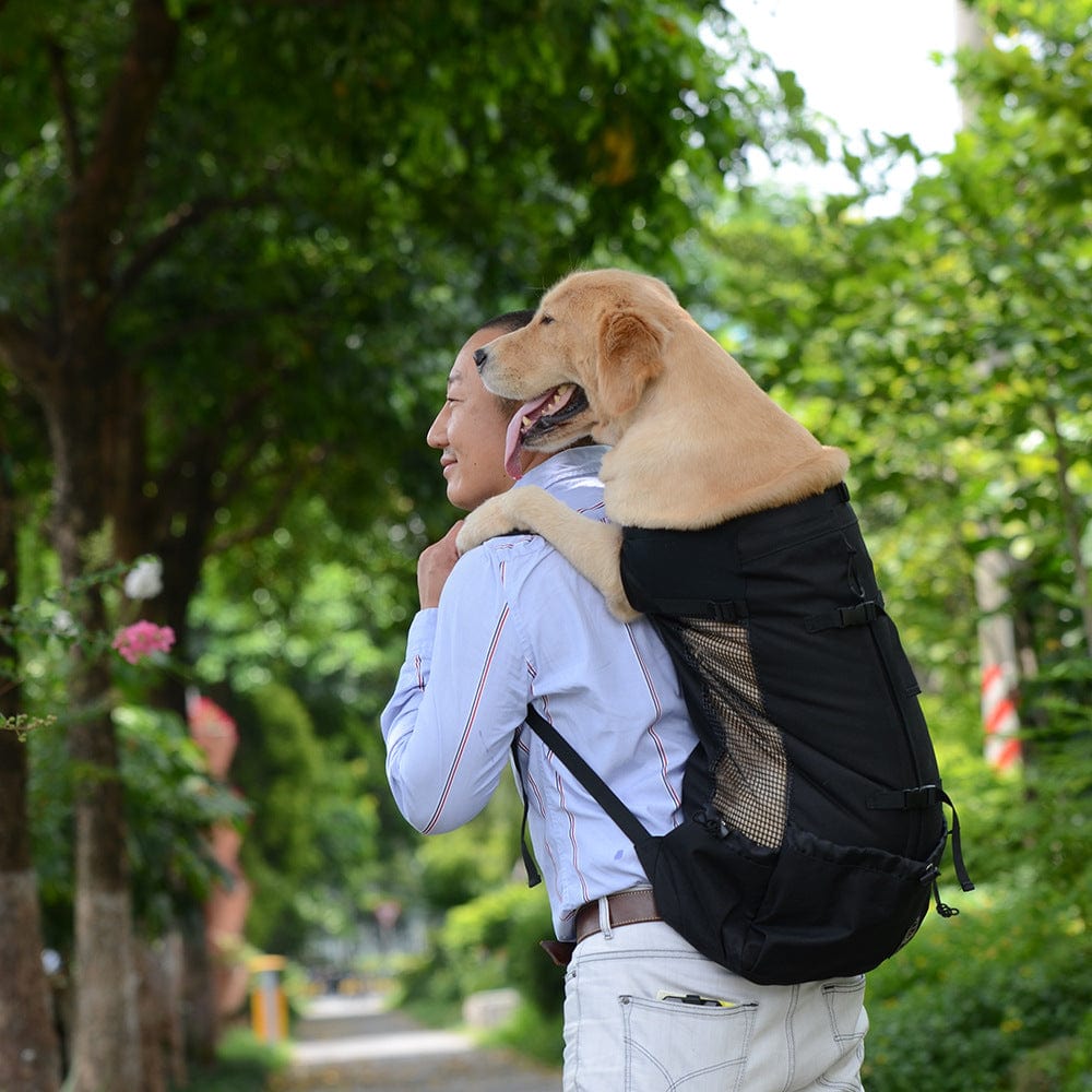 Homme portant un sac à dos ventilé avec un chien Golden Retriever à l'intérieur, se promenant en pleine nature.