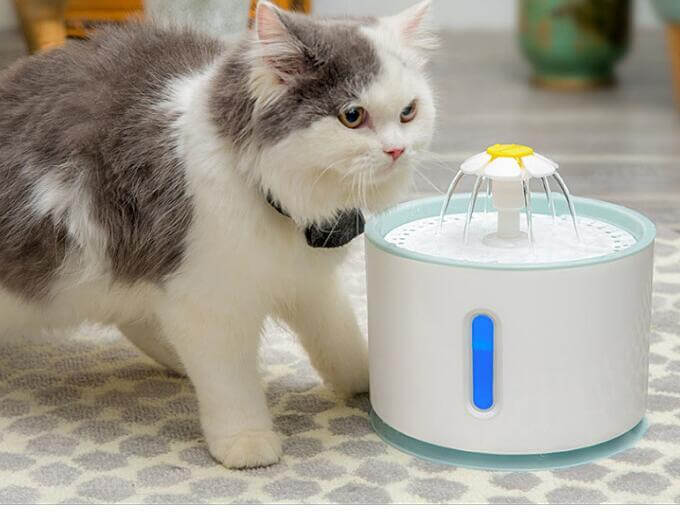 Un chat près d'une fontaine à eau automatique, offrant une source d'eau fraîche et propre pour animaux.