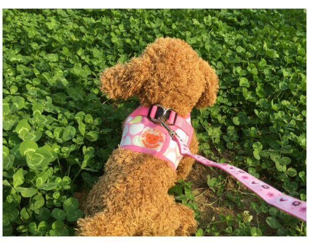 Chien avec gilet de randonnée rose sur une pelouse verte, portant une laisse légère.