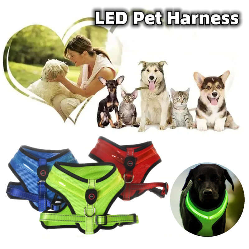 Harnais LED pour animaux, disponible en plusieurs couleurs, pour sécurité et visibilité de chiots et chats.