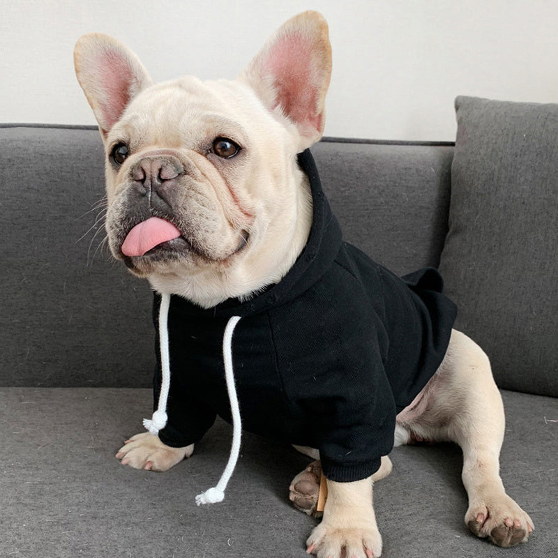 Chien bulldog français portant un hoodie en fleece noir, assis confortablement sur un canapé.