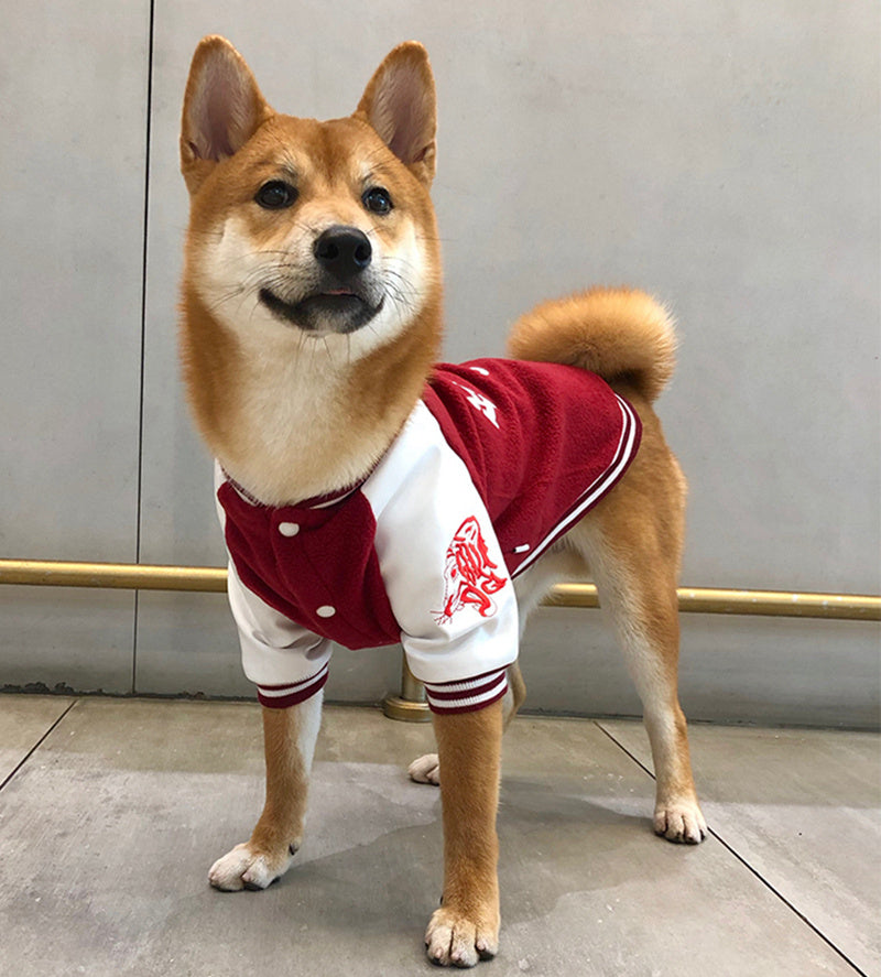 Chien Shiba Inu portant un uniforme de baseball en coton rouge et blanc, debout sur un sol en marbre.