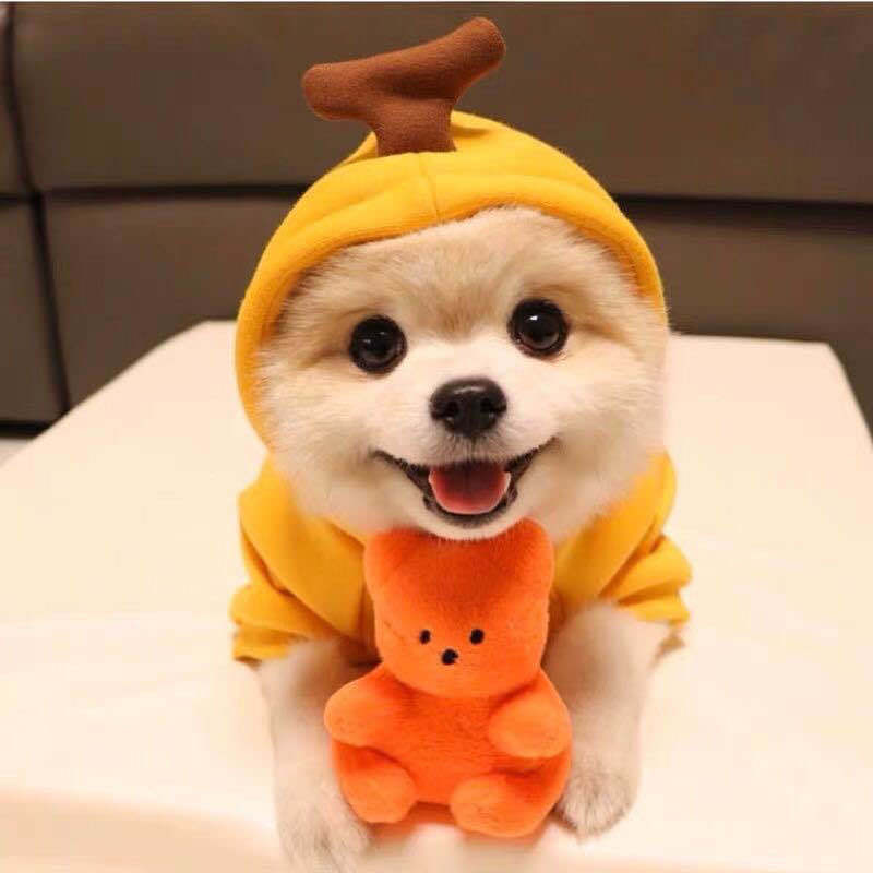 Charming dog in a yellow hoodie holding an orange toy, showcasing adorable pet apparel.