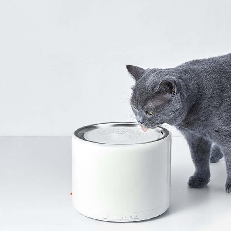 Chat buvant de l'eau à partir d'un distributeur d'eau en acier inoxydable moderne.