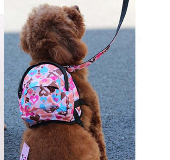 Chien marron avec un sac à dos coloré en forme de cœur, portant une laisse pendant une promenade.
