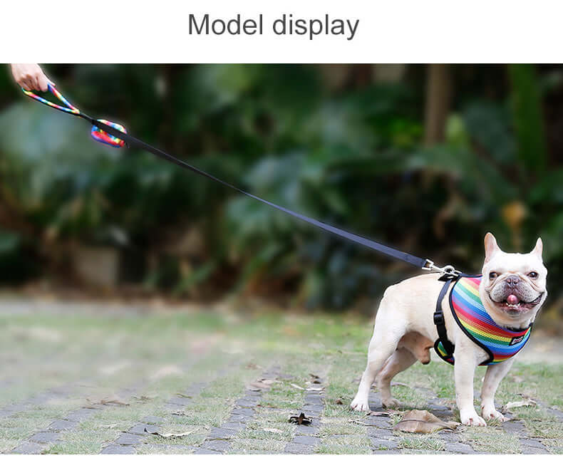 French Bulldog wearing colorful rainbow harness with matching leash in outdoor setting.