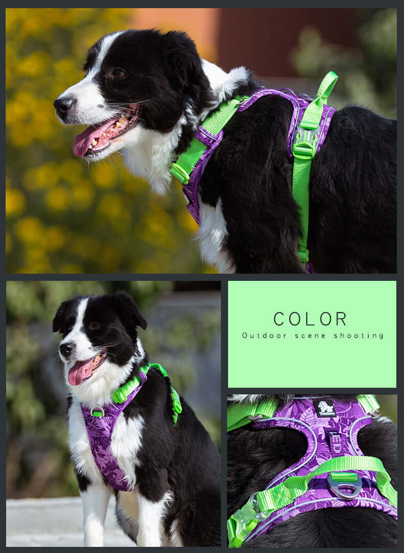 Chien en laisse avec harnais violet et vert, adapté pour toutes les races, dans un cadre extérieur.