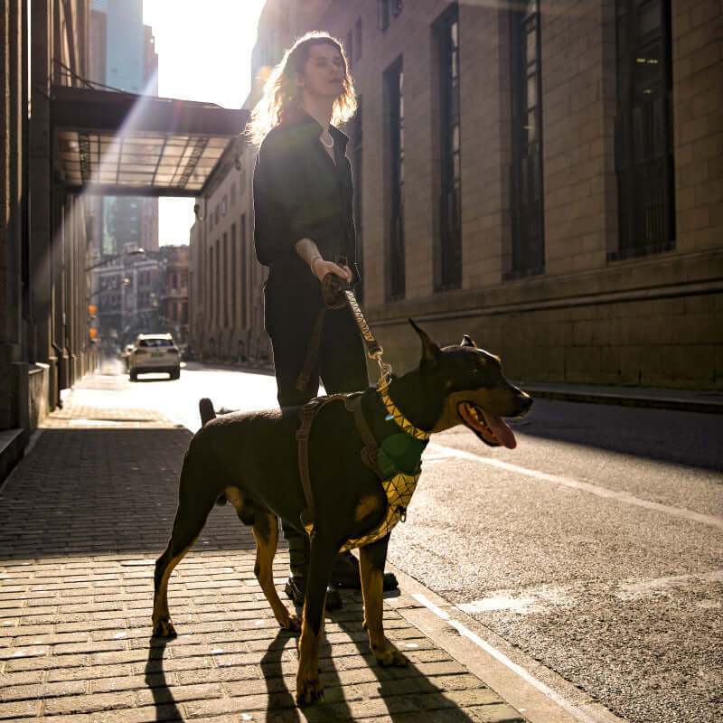 Femme promenant un chien avec un harnais de traction en cuir dans une rue urbaine ensoleillée.