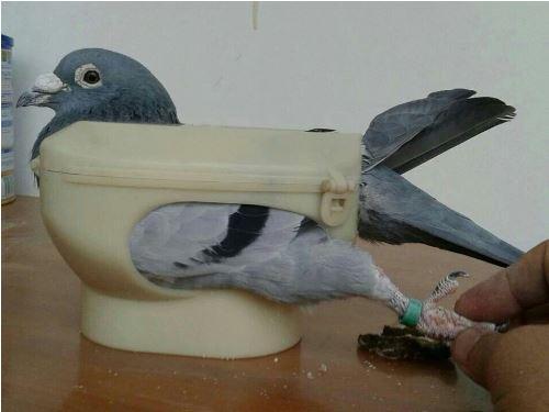 Porte-Pigeon en plastique avec support fixe, facilitant l'alimentation des oiseaux, présenté avec un pigeon à l'intérieur.