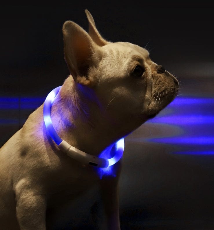 Chien avec collier lumineux anti-perte, idéal pour promenades nocturnes et visibilité maximale.