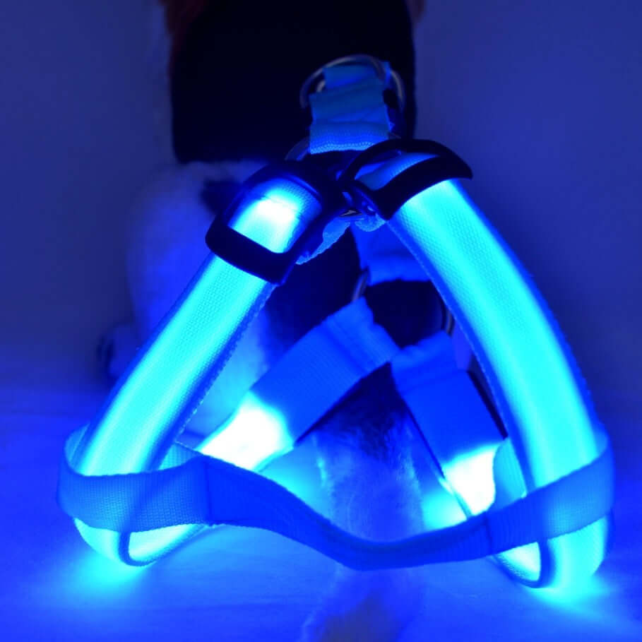 Harnais LED lumineux pour chien, idéal pour les promenades nocturnes avec éclairage sécuritaire.