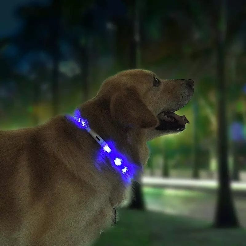 Collier lumineux anti-perte pour chien, idéal pour promenades nocturnes avec éclairage LED.