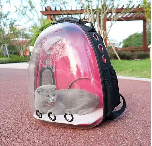 Sac à dos transparent pour animaux de compagnie avec chat à l'intérieur, idéal pour accessoires animaux.