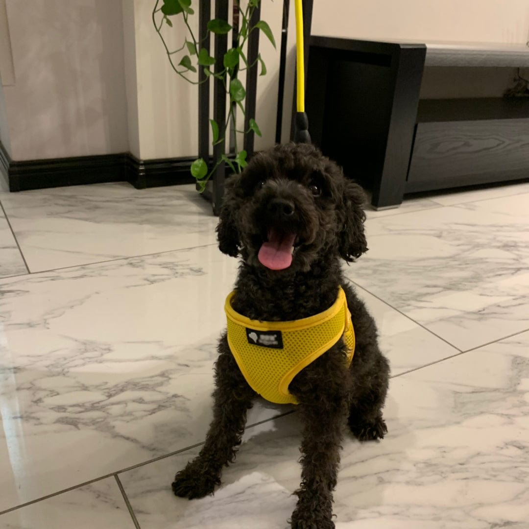 Chien assis avec un harnais jaune, prêt pour une promenade avec sa laisse dans un intérieur moderne.