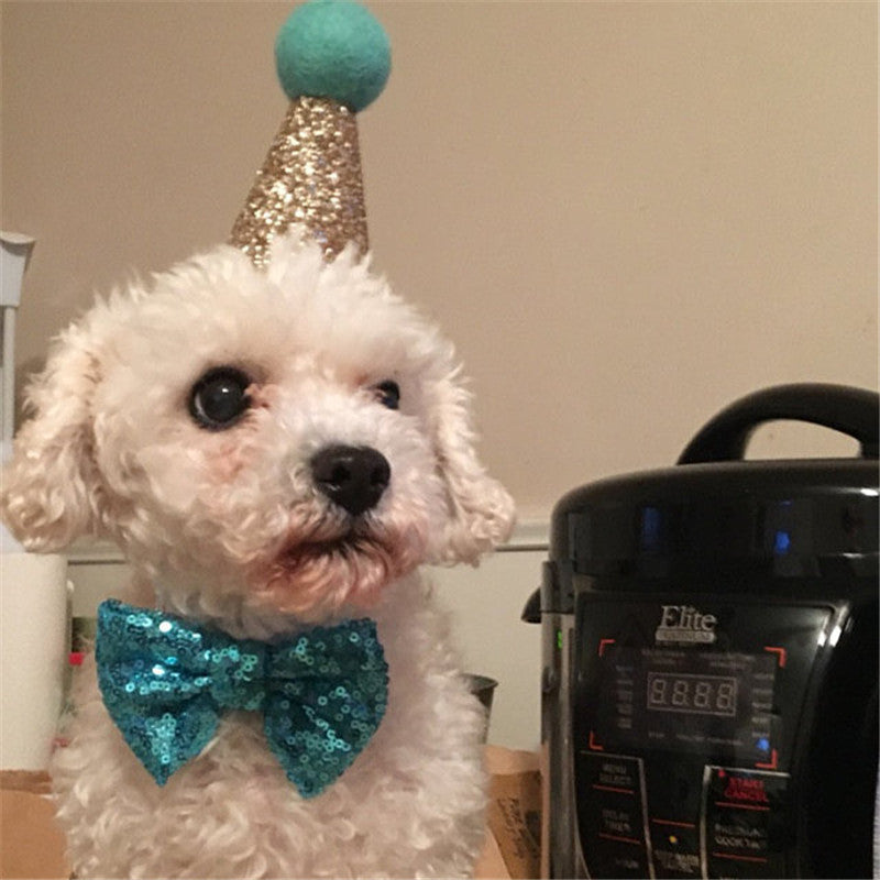Chien festif portant un nœud papillon en sequins turquoise et un chapeau de fête doré.