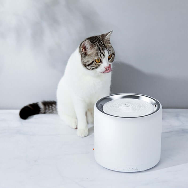 Distributeur d'eau en acier inoxydable pour animaux avec un chat curieux.