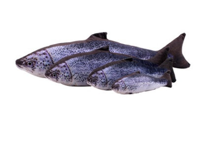 Jouet en Peluche Poisson en Herbe à Chat
