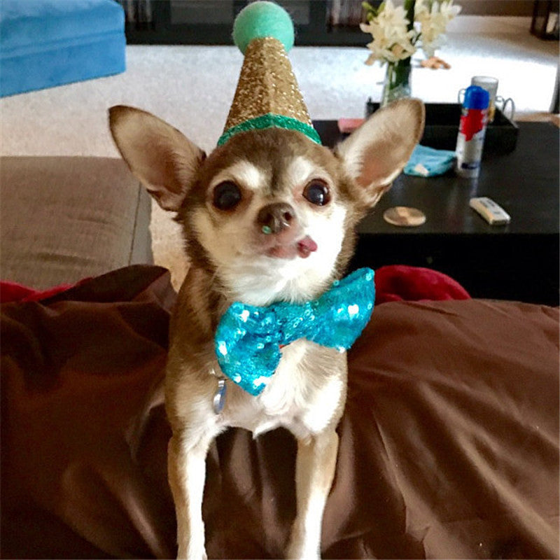 Chihuahua wearing a glittery blue sequin bow tie and a party hat, celebrating in a cozy living room.