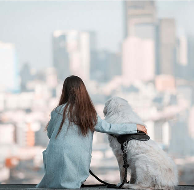 Personne assise avec un chien, vue sur la ville, illustrant le lien animal-homme et l'amour des animaux.