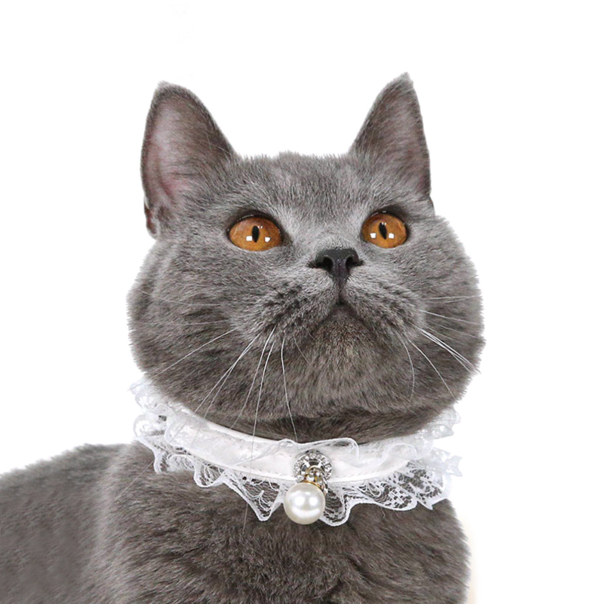 Chat portant un collier en dentelle noir et blanc avec perles, ajoutant une touche élégante à son style.