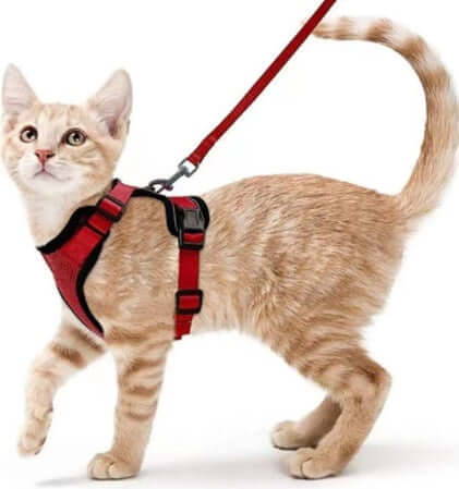 Chat mignon portant un harnais respirant et une laisse rouge, prêt pour une promenade confortable.