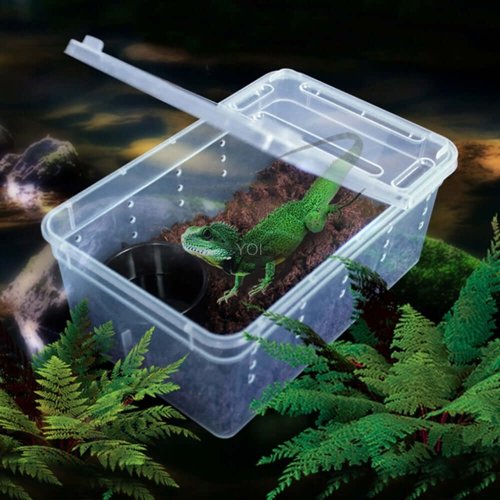 Boîte de nourriture transparente pour reptiles avec un lézard, idéale pour transporter et nourrir vos animaux.