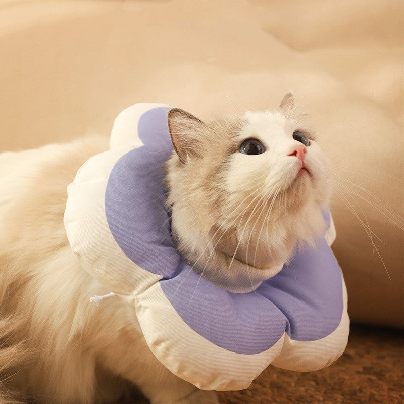 Chat portant un collier anti-léchage doux en mohair, couleur violette, favorisant le bien-être félin.