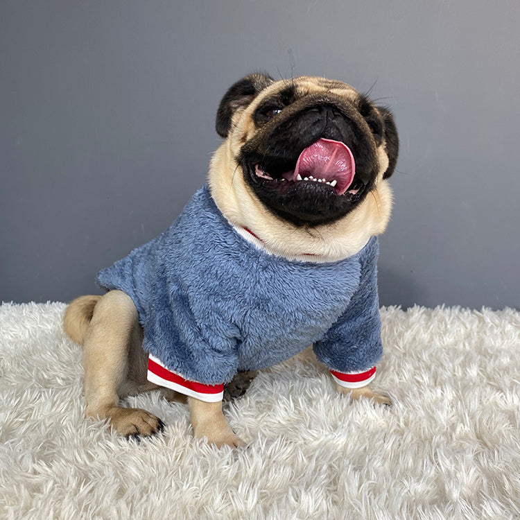 Chien en pull en coton bleu, sourire heureux sur tapis moelleux, prêt pour les journées fraîches.