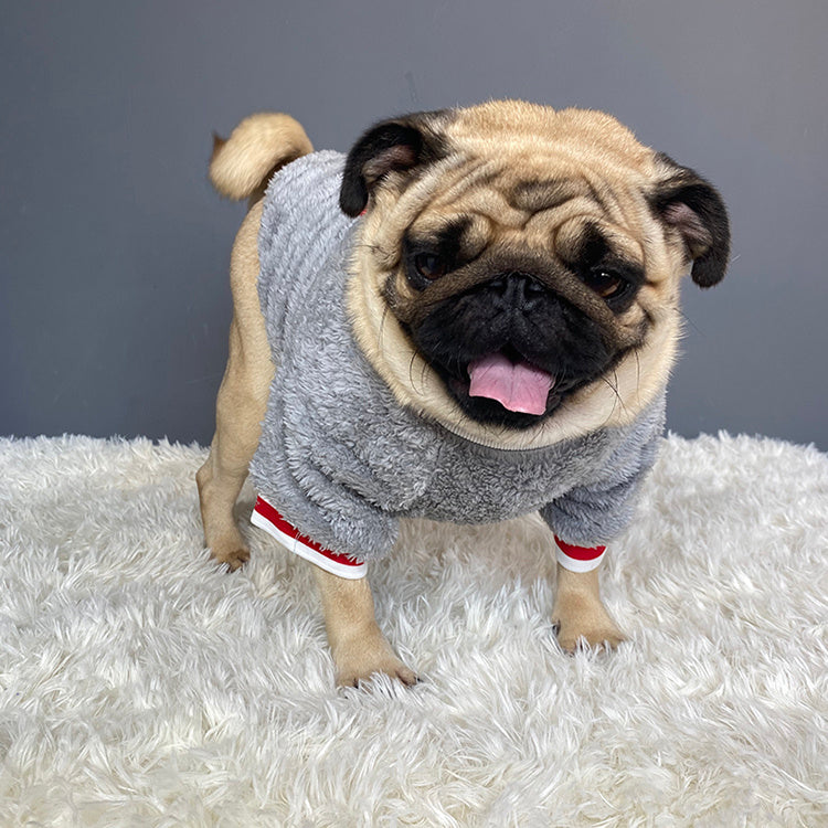 Chien bouledogue vêtu d'un pull en coton gris, idéal pour l'hiver et le confort à la maison.