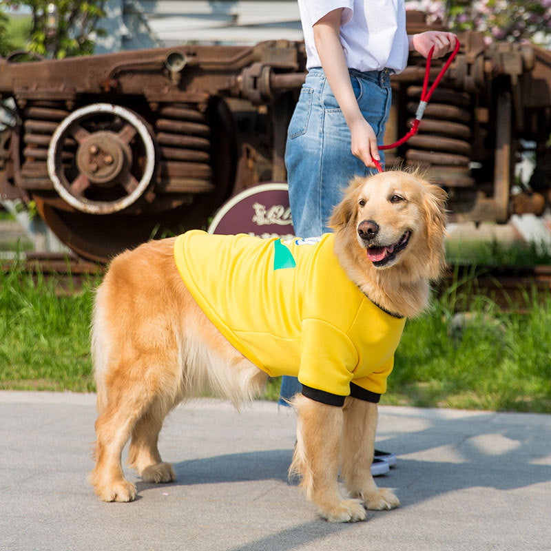 Golden Retriever wearing a yellow fleece pull, enjoying a walk with its owner on a sunny day.